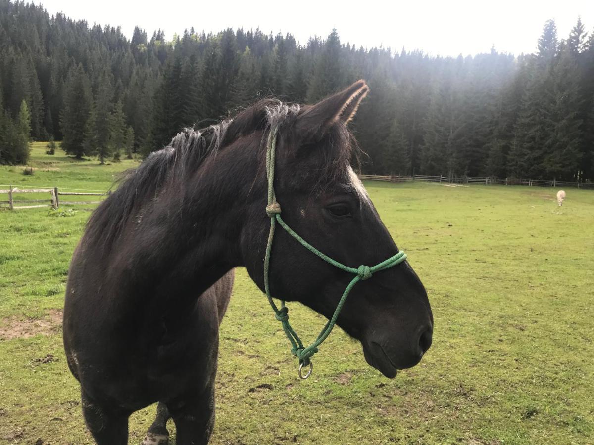 Stara Jelka Pokljuka *