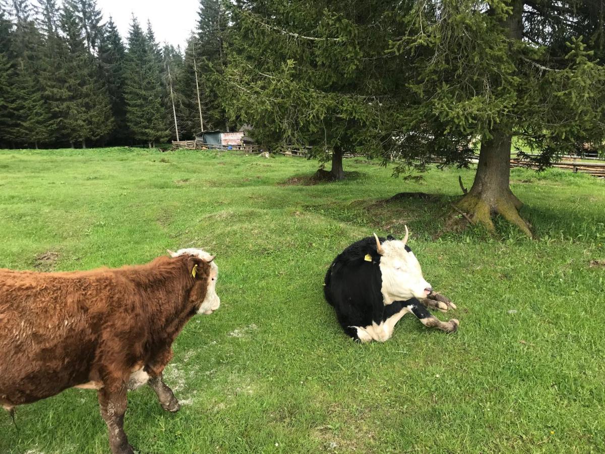 Stara Jelka Pokljuka