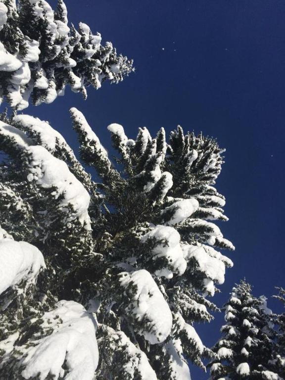 Stara Jelka Pokljuka Chalet Zgornje Gorje